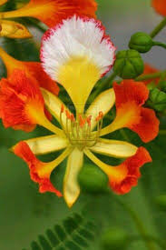 From Costa Rica Orquideas Flores Naturais Belas Flores