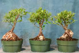 We can all imagine steep cliffs, where only the strongest and most robust trees can survive. Ficus Microcarpa Tiger Bark Root Over Rock 8 Pot Wigert S Bonsai