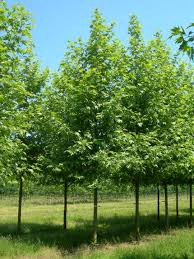 Image result for Calvoa orientalis