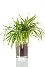 Attach this coiled hose to the kitchen sink faucet to water houseplants. Watering Your Houseplant Indoor Plants Flowers