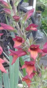 I bought my digiplexis illumination flame in full bloom in spring 2018 and potted it up in a 14w x 12d pot. Digiplexis Illumination Flame Kannst Du Hier Ganz Einfach Tauschen Tauschgarten De Deine Tauschborse Im Internet Seit 2005