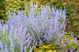 Image result for Perovskia atriplicifolia lacey blue lisslitt photo