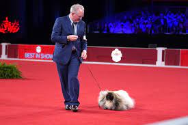 Damit habe sich der langhaarige pekinese gegen knapp 2500 rassehunde durchgesetzt, berichtete. How Wasabi The Pekingese Went From Unknown To History Making American Kennel Club