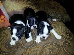 There are both males and females to choose from. Boston Terrier Pup Pets And Animals For Sale San Antonio Tx