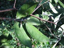 Image result for Canthium glaucum