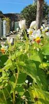 Image result for Sparrmannia