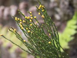 Image result for Psilotum nudum