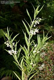 Plantfiles Pictures Gomphocarpus Species Arizona Milkweed Swan Plant Milkweed Tennis Ball Bush Gomphocarpus Fruticosus By Kennedyh