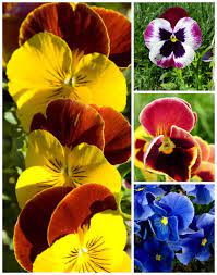 Maybe you would like to learn more about one of these? Growing Pansies How To Grow And Care For Pansy Flowers