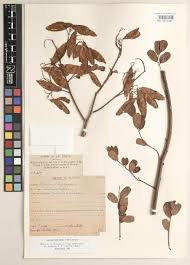 Image result for Rhynchosia congensis