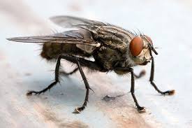 Father mckenzie writing the words of a sermon that no one will hear no one comes near look at him working the idea of old and lonely people came from paul mccartney's childhood experience. How To Get Rid Of Cluster Flies Cluster Fly Control Guide Do My Own
