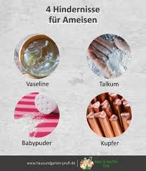 4 Hindernisse Fur Ameisen In 2020 Was Hilft Gegen Ameisen Ameisen Tipps