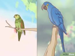 This letter solver is amazing at unscramble letters for word games! 3 Ways To Identify Parrots Wikihow