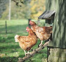 The ultimate beginners guide to keeping a few chickens at home in the back garden. Raising Chickens 101 How To Raise Chickens In Your Backyard
