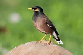 Once they find your house, they tell all of their pigeon friends, and soon you have giant flocks of these birds coming to eat. Bird Control Sydney Call M M To Get Rid Of Your Bird Problems