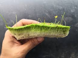 Image result for Utricularia gibba