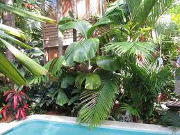 Hydriastele Beguinii Obi Island Discussing Palm Trees Worldwide Tropical Pool Landscaping Pool Landscaping Pool Landscape Design