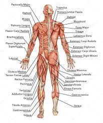 The muscles labelled in the anterior muscles diagram shown above are listed in bold in the following table skeletal muscles are the only voluntary muscle tissue in the human body and control every. Anatomy Of Male Muscular System Posterior And Anterior View Full Body Didactic Stock Image Human Body Organs Human Anatomy Chart Human Body Anatomy