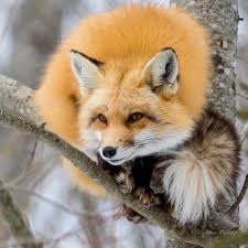 Pin By Pura Suri On Dachs Und Fuchs In 2020 Animals Beautiful Animals Fox