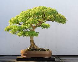 The bonsai you see in the pictures is the bonsai you'll receive. Creating Bonsai From Jade Plant Blog Nurserylive Com Gardening In India