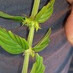 Image result for Hexasepalum sarmentosum