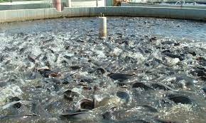 An Ultimate Guide : How To Start Fish Farming