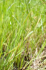 Image result for Fuirena ciliaris