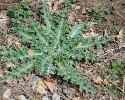 Agricultural workers diagnosed with cancer sue monsanto. General What Is This Thistle Plant And How Do I Use Or Remove It