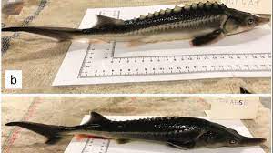 Scientists Accidentally Create Paddlefish Sturgeon Hybrid Mental Floss