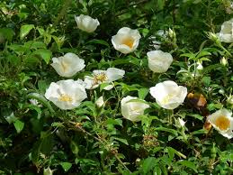 Image result for Rosa laevigata