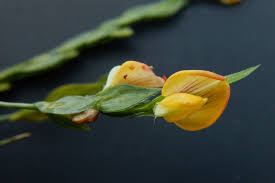 Image result for Zornia