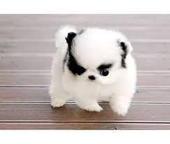 We offer a wide variety of teacup pomeranian for sale and pomeranian puppies for sale worldwide, including: Newborn Teacup Pomeranian Puppies For Sale Pets Lovers