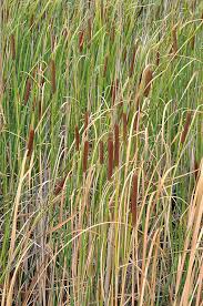 Image result for Typhaceae