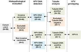 chart of the work flow followed for the detection of hpv dna