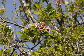 Image result for Schrebera