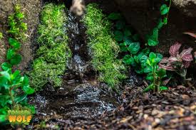 Pflanzen Fur Das Vivarium Teichlebermoos Riccia Fluitans Am Wasserfall Bachlauf Tomberwolf Toms Tropische Tierwelt Bachlauf Pflanzen Vivarium