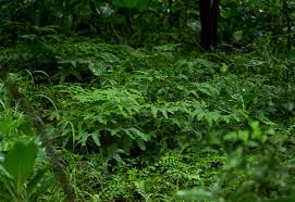 Image result for Adiantum patens