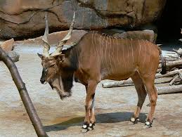 Land animals in africa are popular attractions for safari enthusiasts, although they are not always rhinoceros: The 10 Best Horns In The Animal World The Definitive List Modern Farmer