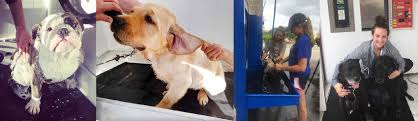 Full service grooming by appointment. Self Serve Pet Washing Systems Dog Bath Grooming Stations