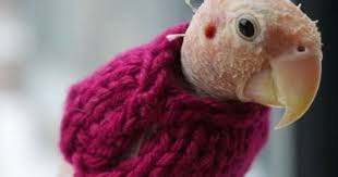 Bird With No Feathers Bird Receives Hand Knit Sweaters From All Over The World After Parrot Bird Funny Parrots