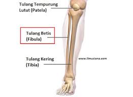 Pasien mengalami retak tulang d bawah lutut , tepatny pada tulang fibia (tulang kering), lalu dilakukan tindakan pemasangan. Tulang Betis Pengertian Fungsi Beserta Cara Menjaga Kesehatannya