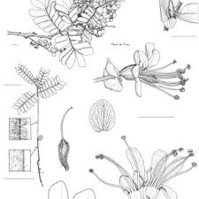 Image result for Farquharia elliptica