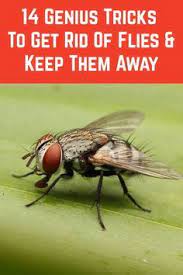 14 Genius Tricks To Get Rid Of Flies Keep Them Away Get Rid Of Flies Keep Flies Away Home Remedies For Flies