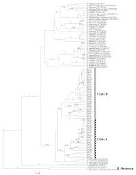 Image result for Oenanthe mildbraedii