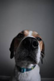 Can You Cut Or Trim Your Dog S Whiskers Pawleaks