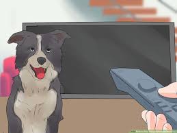 A bark (shock) collar might stop the barking, but it won't fix his underlying emotional state (which is the real problem here). How To Stop A Dog Barking At Other Dogs With Pictures Wikihow Pet