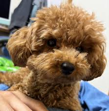 プードル 里親 北海道