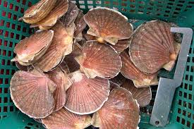 Enquête sur le plus mondialisé des. La Coquille Saint Jacques Paie Le Prix De Stocks En Hausse