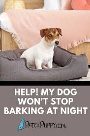 Maybe you would like to learn more about one of these? Help My Dog Won T Stop Barking At Night Patchpuppy Com In 2021 Dogs Sleeping Dogs Dog Training Obedience