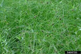 Image result for Oxycaryum